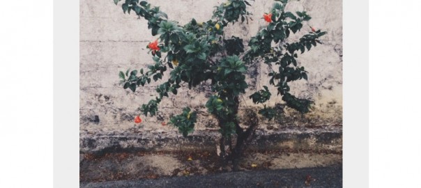 Curated VSCO Grid