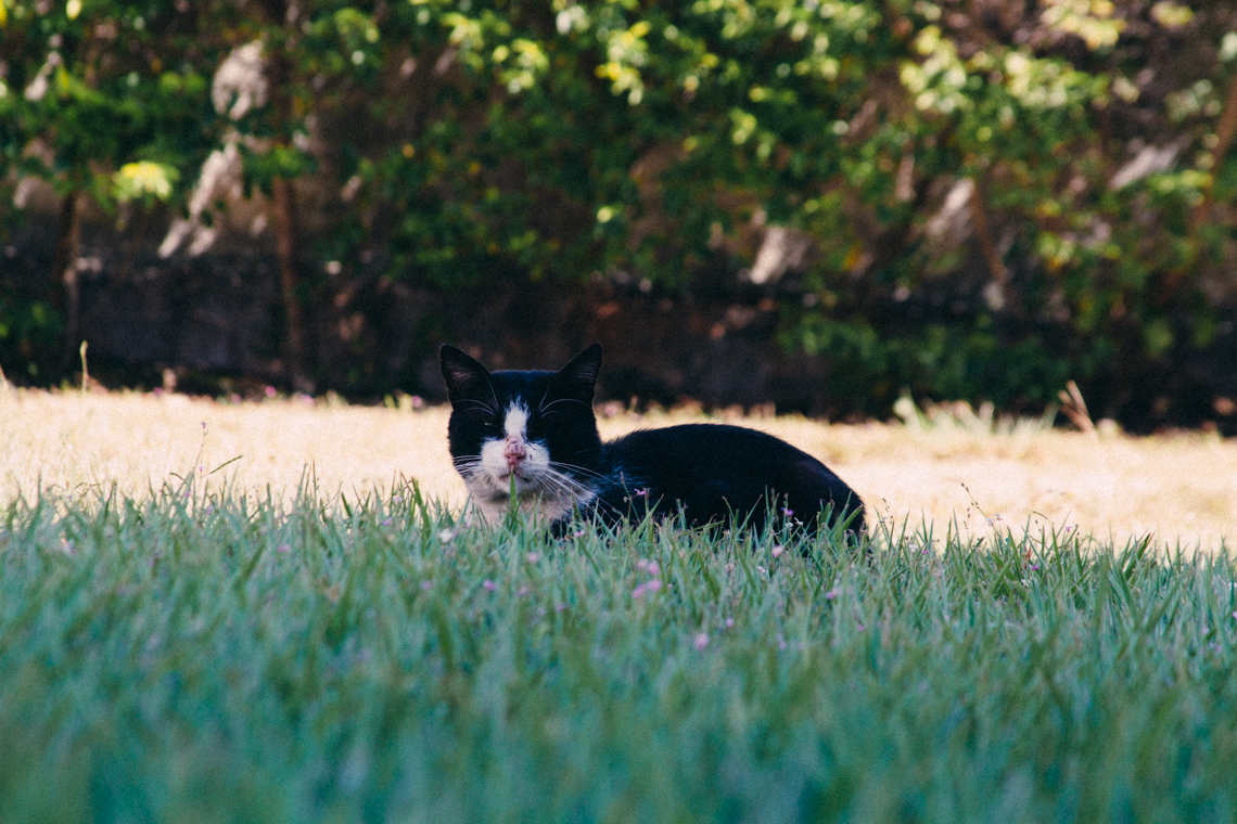 Cat el gato de la casa de mis padres