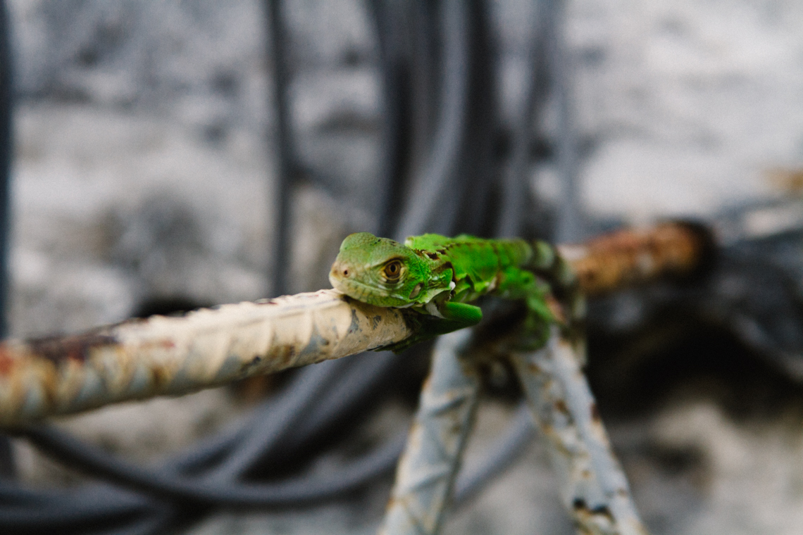 Iguanas
