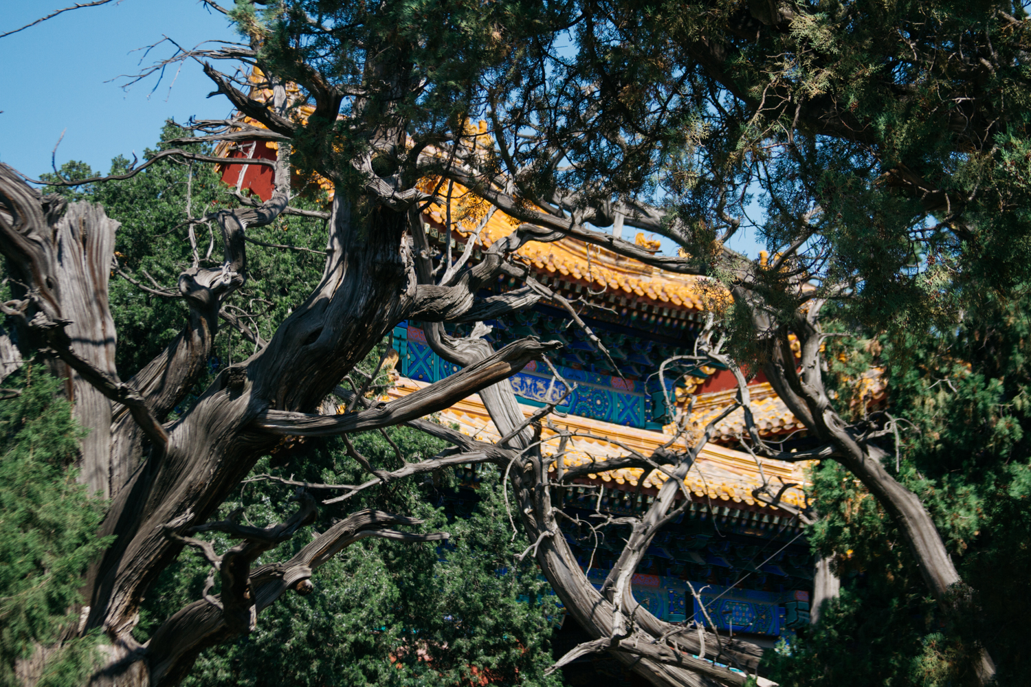Temple of Confucius 北京孔廟