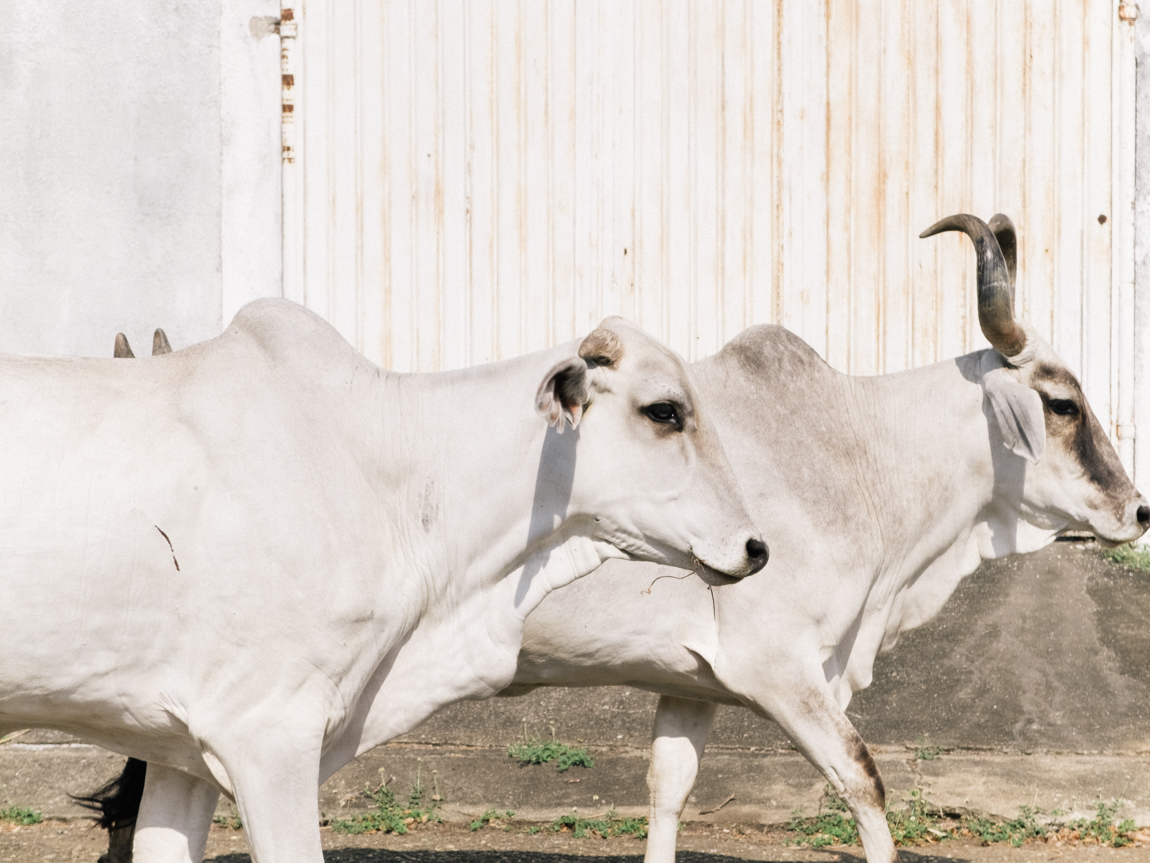 My Week in Pictures – Cows, Cats and Dogs