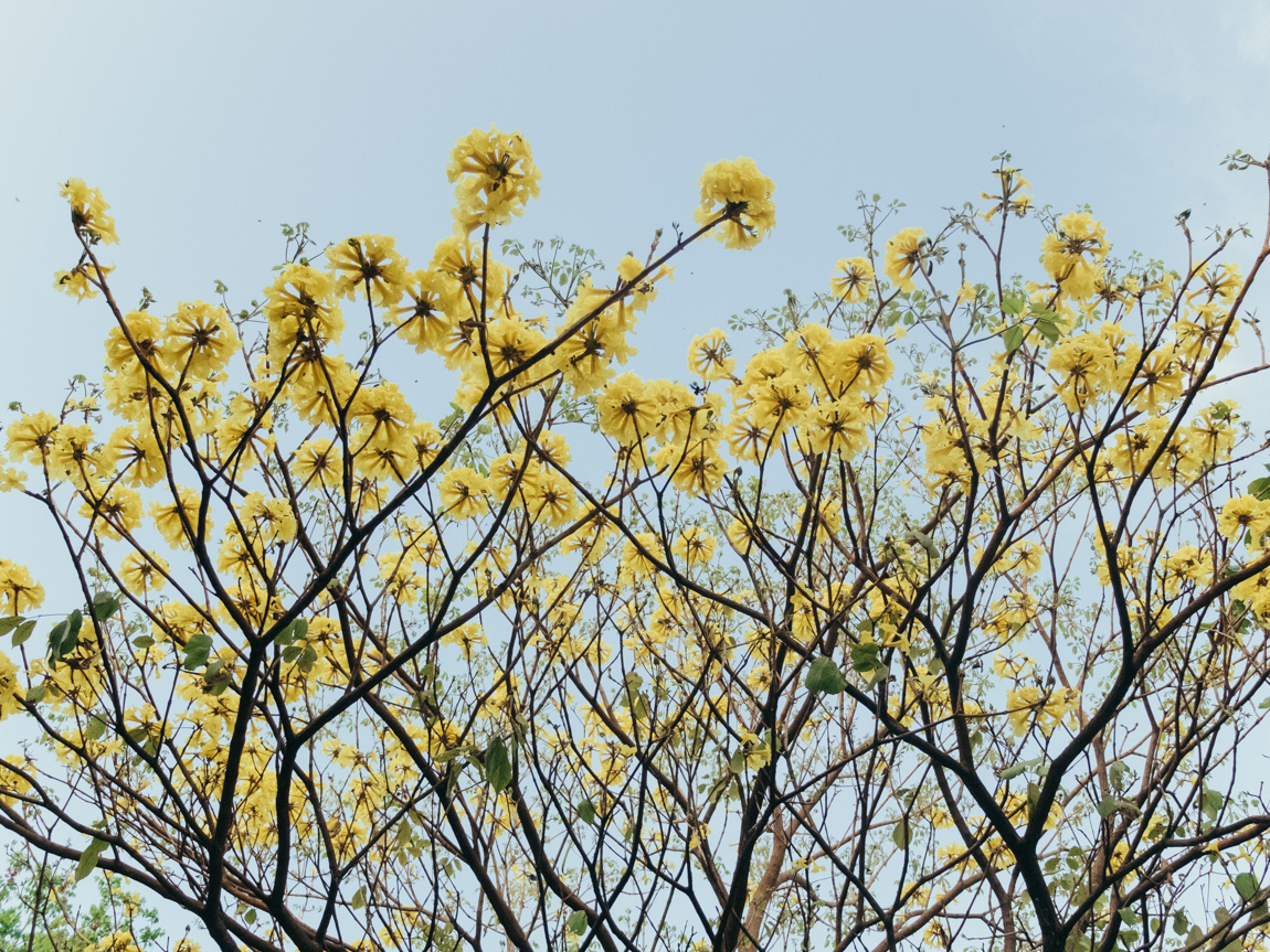 My Week in Pictures – Flowers