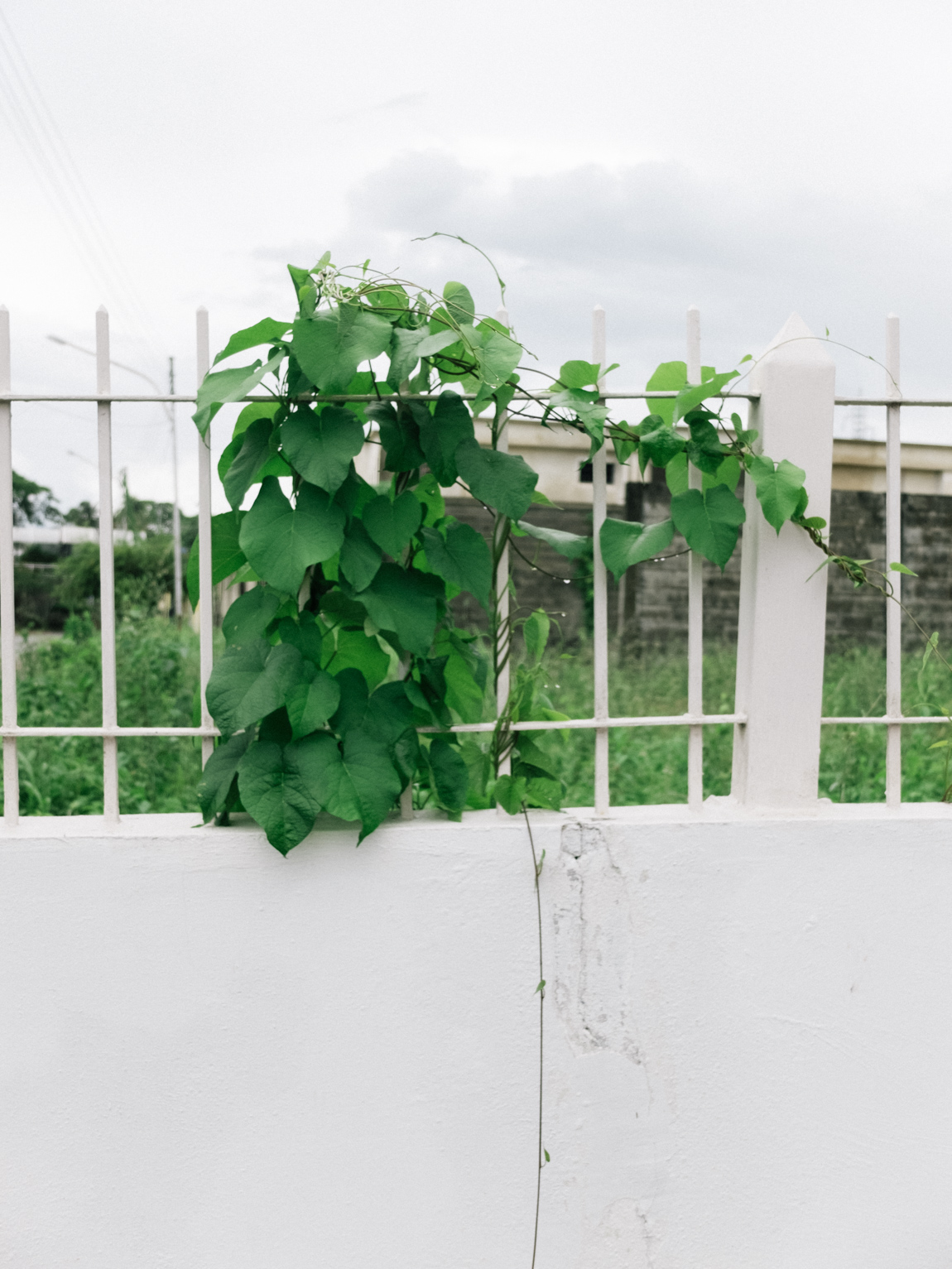 My Week in Pictures – Verde