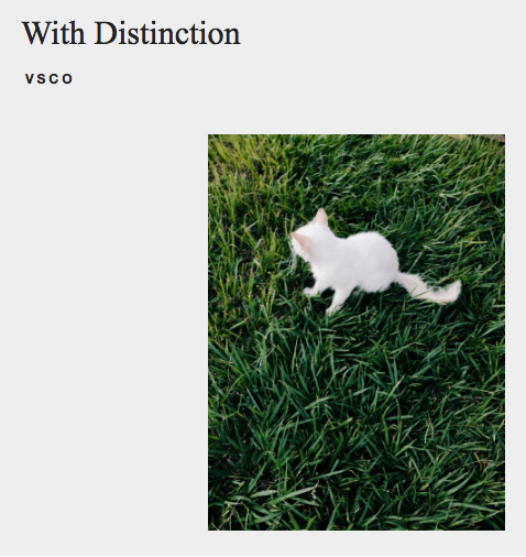 White Cat VSCO Curated Search Result