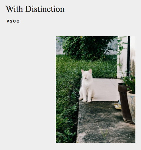 Sleepy White Cat VSCO Curated Search Result