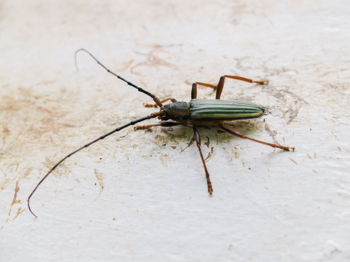 My Week in Pictures – Insectos