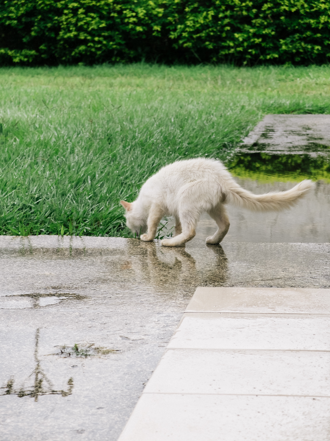 My Week in Pictures – Gatos