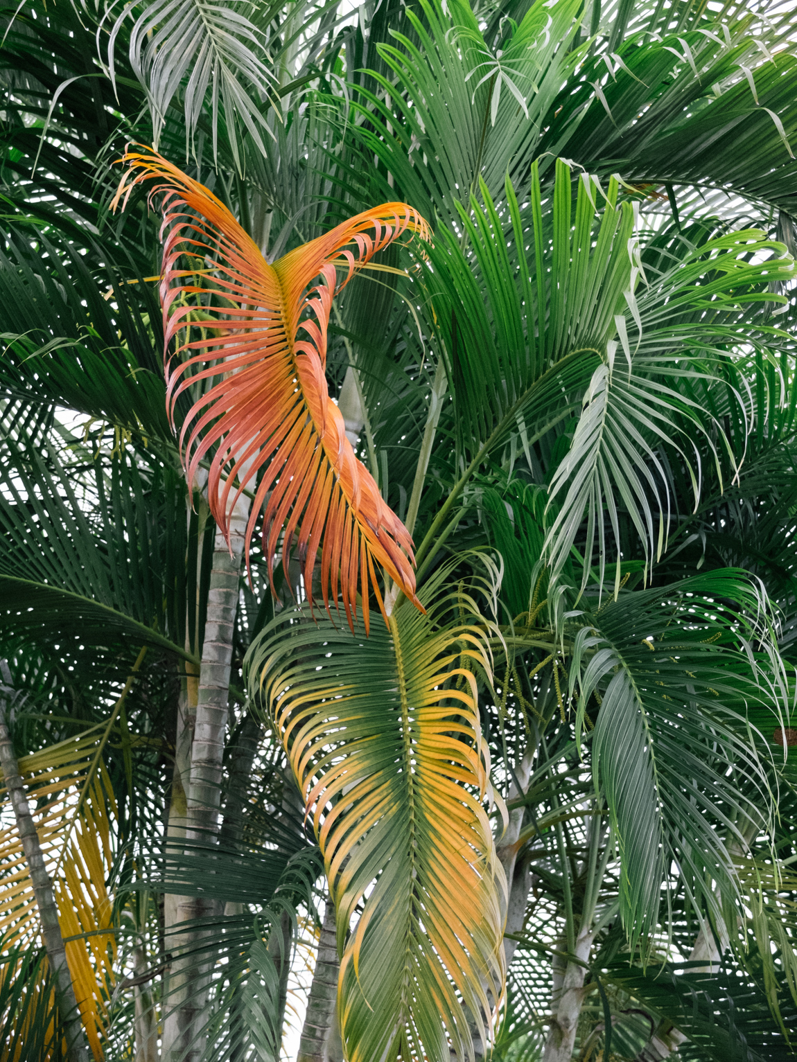 My Week in Pictures – Plátano