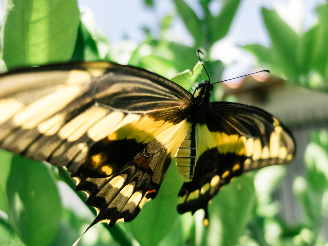 My Week in Pictures – Mariposa