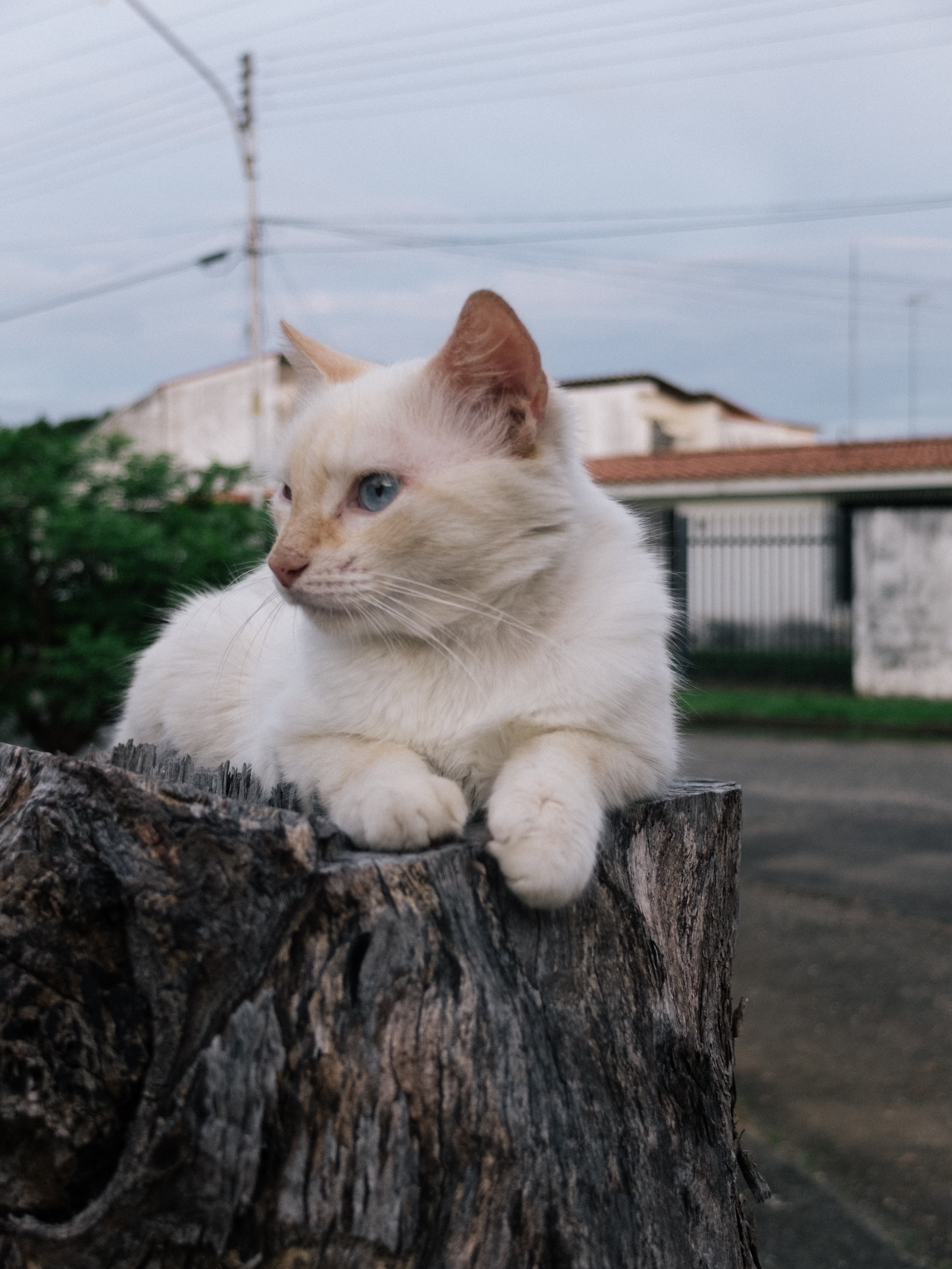 My Week in Pictures – Más Gatos