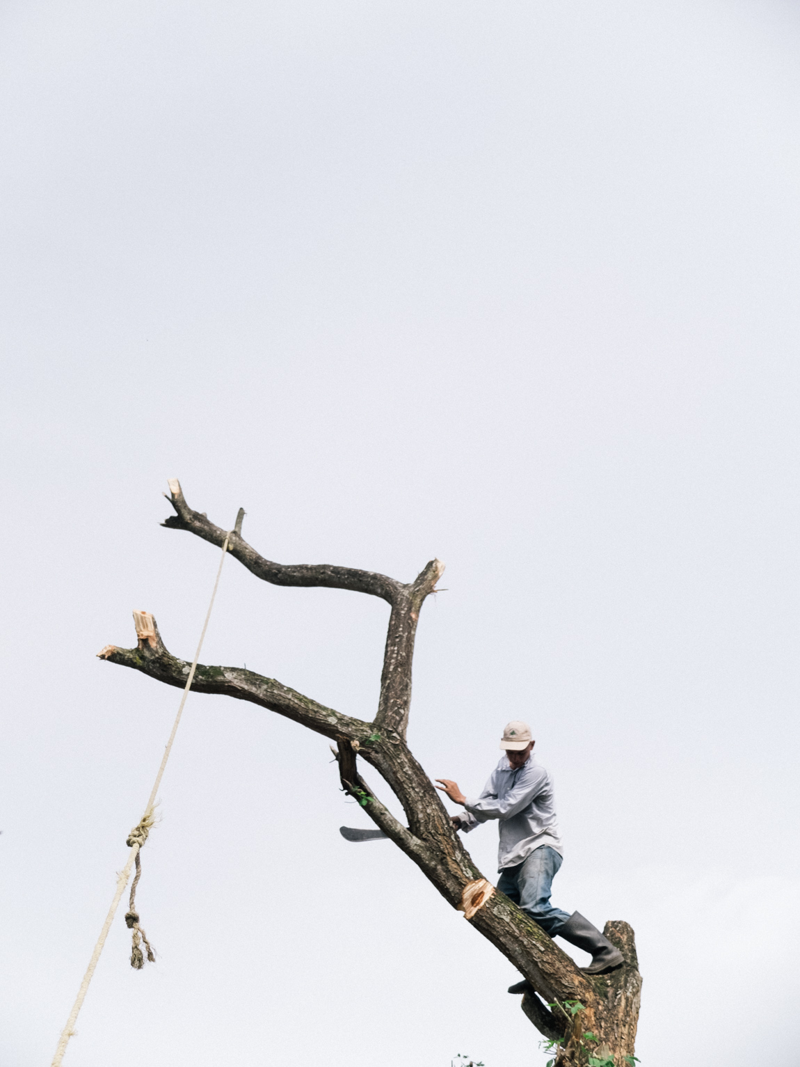 Hombre Cortando un Árbol