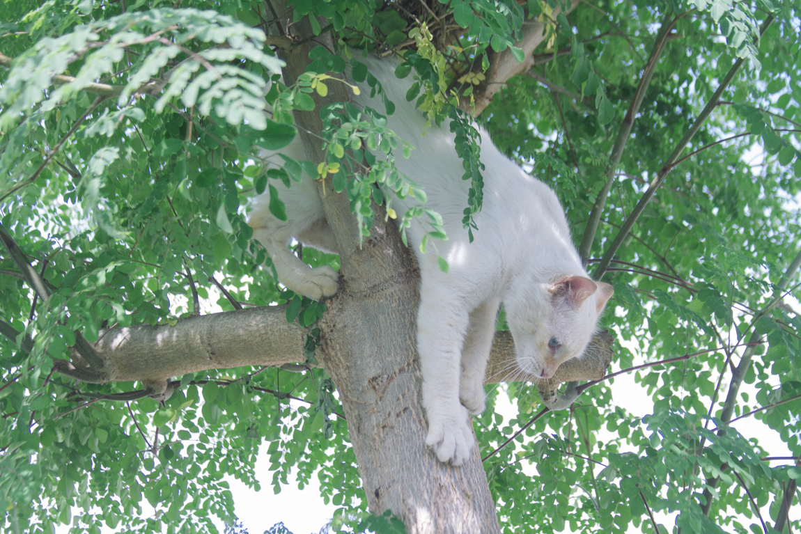 Blanquito en La Moringa