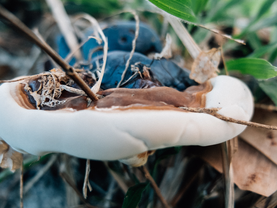 My Week in Pictures – Tree Mushrooms