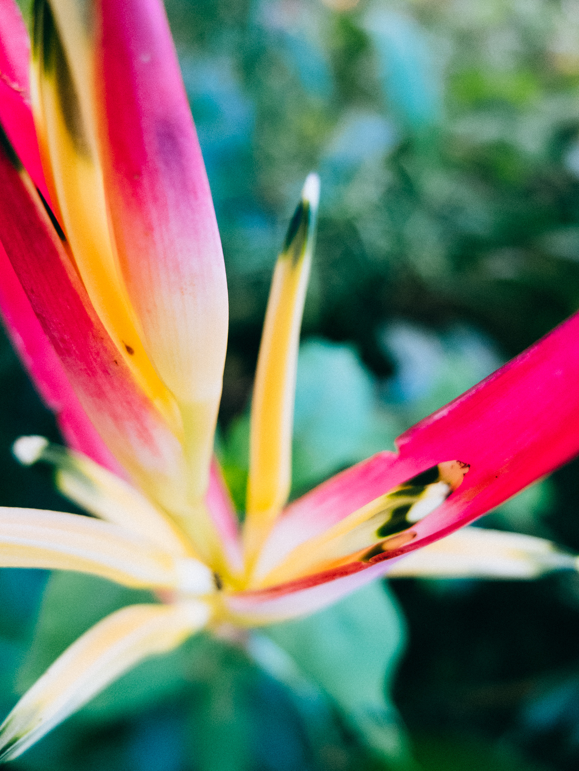 My Week in Pictures – Flowers