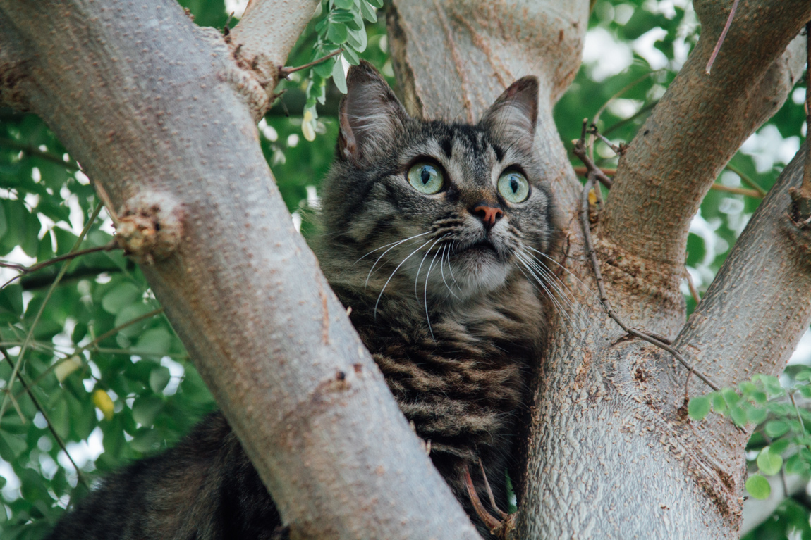 Gatina en La Moringa