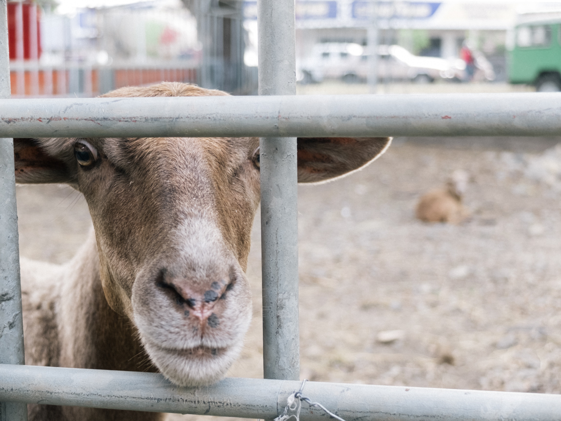 My Week in Pictures – Goats