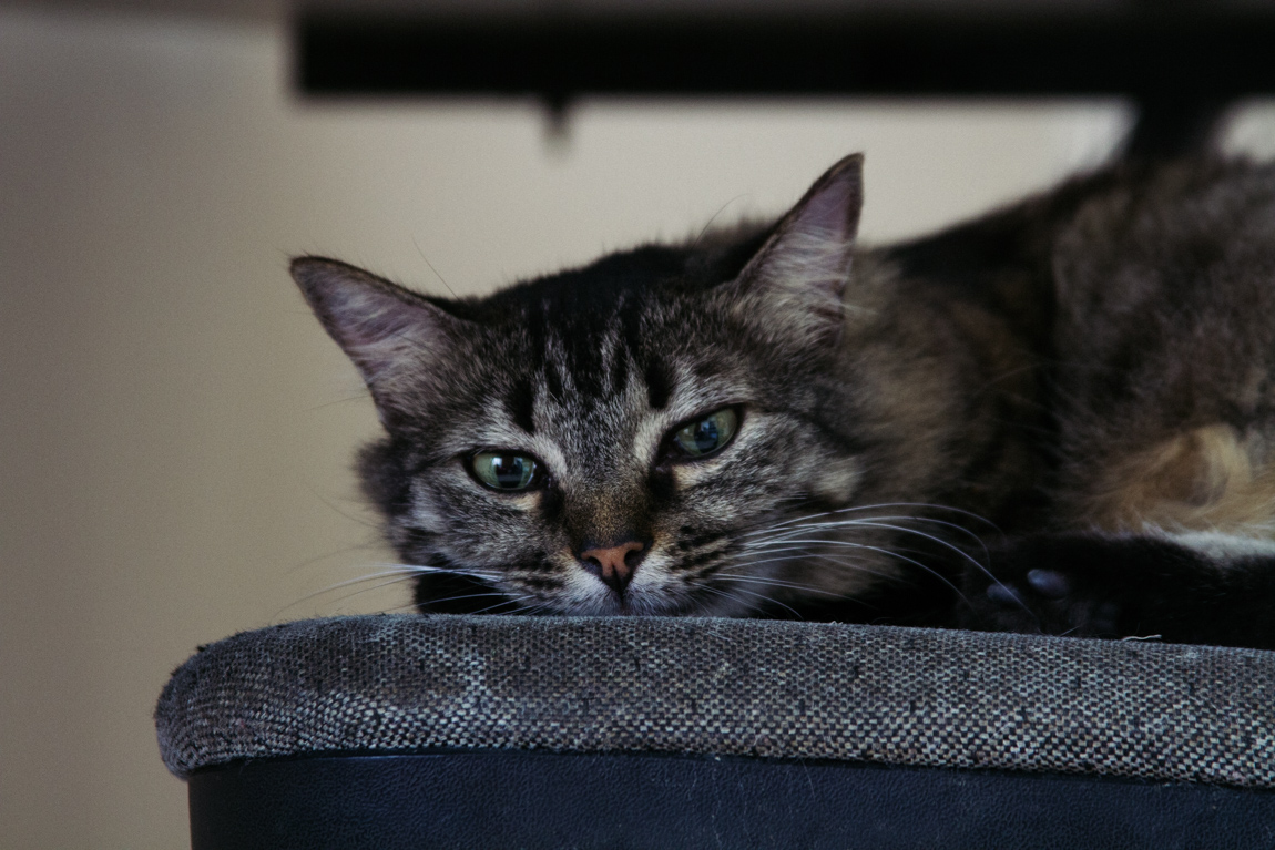My Week in Pictures – Cats after Christmas