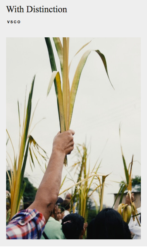 Palmas VSCO