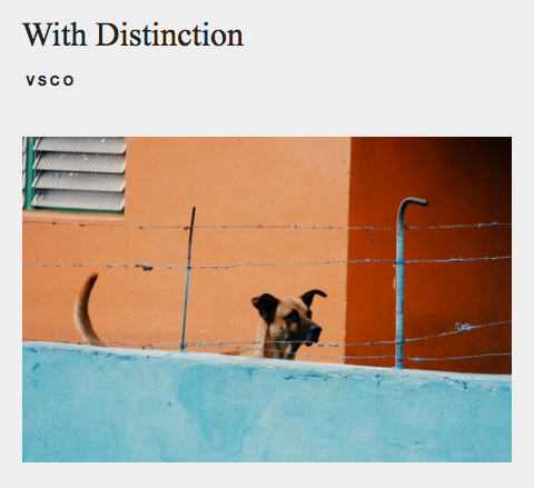Perro VSCO