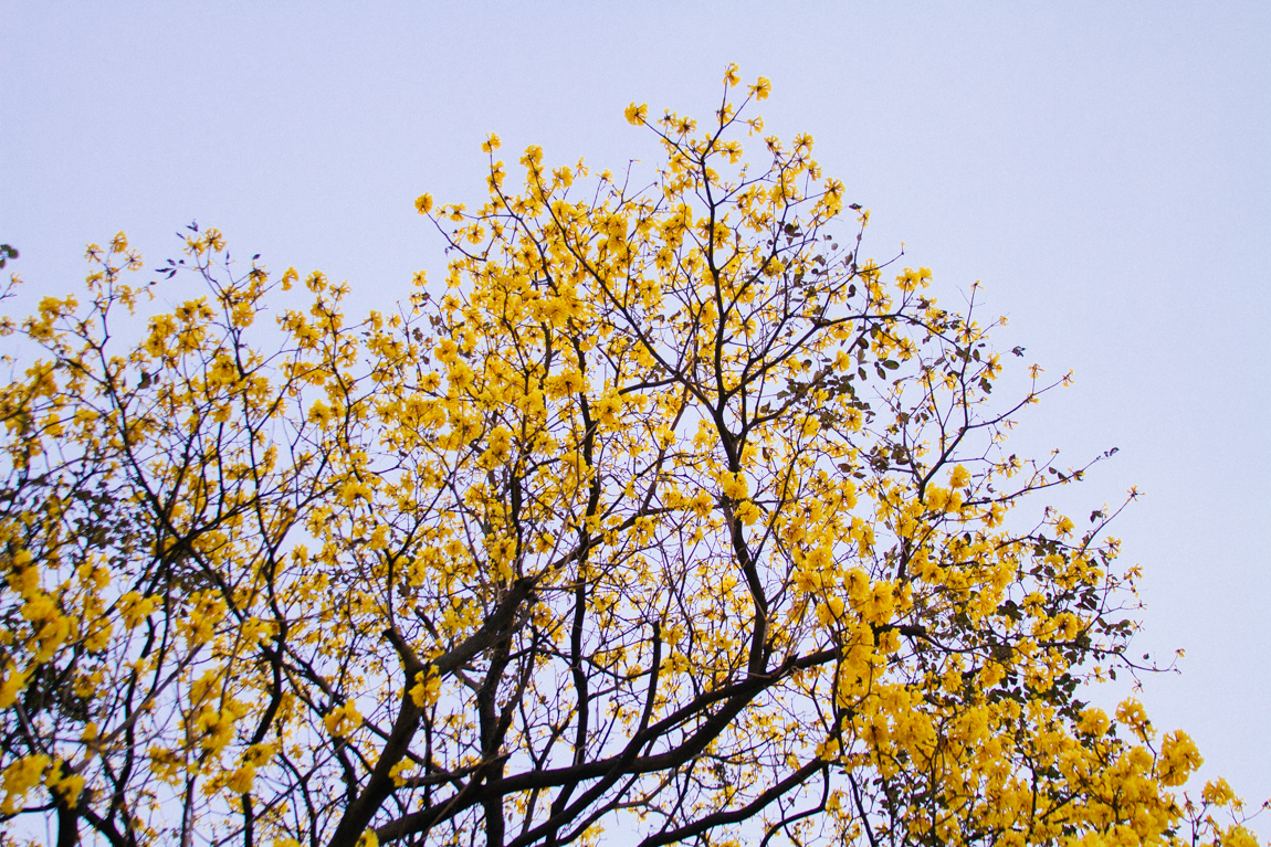 Primavera en el Trópico